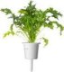Click And Grow Click & Grow Smart Refill Mizuna 3pcs 1
