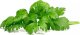 Click And Grow Click & Grow Smart Garden Refill Leaf Celery 3pcs 1