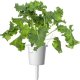 Click And Grow Click & Grow Smart Refill Green Kale 3pcs 2