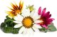 Click And Grow Click & Grow Smart Refill Gasania 3pcs 1