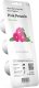 Click And Grow Click & Grow Smart Garden refill Petunia 3pcs 10