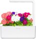 Click And Grow Click & Grow Smart Garden refill Petunia 3pcs 7