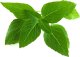 Click And Grow Click & Grow Smart Garden refill Thai Basil 3pcs 1