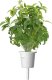 Click And Grow Click & Grow Smart Garden refill Thai Basil 3pcs 2