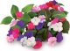 Click And Grow Click & Grow Smart Garden refill Busy Lizzie 3pcs 1