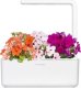 Click And Grow Click & Grow Smart Garden refill Busy Lizzie 3pcs 3