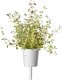 Click And Grow Click & Grow Plant Pod Steak Mix 9pcs 1