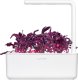 Click And Grow Click & Grow Smart Garden refill Red Leaf Beet 3pcs 1