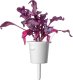 Click And Grow Click & Grow Smart Garden refill Red Leaf Beet 3pcs 2