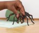 Figurka Schleich Schleich Wizarding World Aragog, toy figure 5
