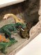 Figurka Pro Kids Zestaw 3 dinozaurów 1