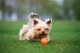 DOGGY LIKER 5 2