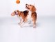 DOGGY LIKER 5 3