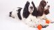 DOGGY LIKER 7 8