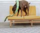 Outward Hound Outward Hound Invincibles Snake orange/green 12 piszczałek [32005] 5