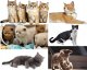 LUPI PETS Gattino Drapak 02 Perełka dąb lancelot 4