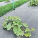 Greenmill Agrotkanina  czarna , 1 x 5  m 100 g/m2 GR1016 2
