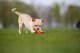 DOGGY LIKER 9 8
