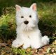 Smily Play Pluszowy Westie 1