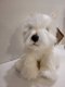 Smily Play Pluszowy Westie 4
