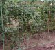 Gardlov Siatka - podpora do roślin 2x20m Gardlov 23980 8