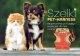 R.E.I.S. PET-HARNESS - Szelki dla zwierząt dzianina siateczkowa 100% poliester możliwość regulacji bezuciskowe elementy odblaskowe - pomarańczowy XS 2