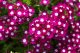 SAPHIR Fruits Verbena Flowers EDT spray 100ml 1