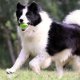 Astor  PetDreamHouse Zabawka gumowa Geo-Gem Rolly zielona 4