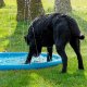 Shumee AC - Pet pad splash sprinkler 150 cm - (11688) /Dogs 2