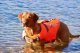 Asics Life Jacket XS <5 kg 1