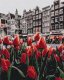 Twoje Hobby Malowanie po numerach BRUSHME, 40x50 cm, tulipany Amsterdamu, 1 szt. 1