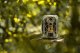 Kamera cyfrowa Genway Camouflage trail camera EZ2 Elite 9
