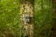 Kamera cyfrowa Samsung Camouflage trail camera SM4 Pro 4