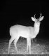 Kamera cyfrowa Genway Camouflage trail camera EZ-Solar 5