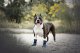 Ami Play DOG BOOTS BRISTOLXL 7X8X12CM RED 1