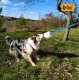 Dingo DINGO SZARPAK Z FUTREM OWCZYM 130cm       NIEBIESKI 1