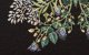 Witek Home Poszewka ozdobna 45x45cm Motyl na czarnym tle 3