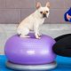 FitPAWS FitPAWS Piłka do balansowania dla zwierząt TRAX Donut 55 cm, fioletowa 2