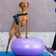 FitPAWS FitPAWS Piłka do balansowania dla zwierząt TRAX Donut 55 cm, fioletowa 6