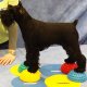 FitPAWS FitPAWS Półjeże balansowe pod łapy, 4 szt. 2