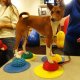 FitPAWS FitPAWS Półjeże balansowe pod łapy, 4 szt. 3