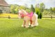 Baby Born BABY BORN Plush My Cute Horse 12