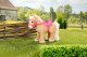 Baby Born BABY BORN Plush My Cute Horse 13