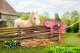 Baby Born BABY BORN Plush My Cute Horse 3