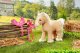 Baby Born BABY BORN Plush My Cute Horse 4