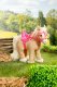 Baby Born BABY BORN Plush My Cute Horse 5