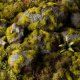 Gamers Grass : Grass tufts - 2 mm - Moss Tufts (Wild) 1