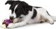 PetSafe Petsafe Busy Buddy Bouncy Bone L žaislinis kaulas skanėstams dideliems šunims nuo 22,7kg svorio 1