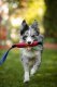 Pet Supplies PET SUPPLIES ZABAWKA DLA PSA SZARPAK Z    WĘŻA STRAŻACKIEGO 3