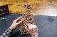 Puzzle 3D Engine Clock Mechaniczny Model Ugears 10